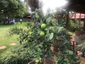 Garden area at Matteo's Italian Restaurant – Nairobi